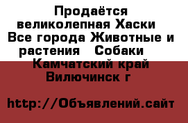 Продаётся великолепная Хаски - Все города Животные и растения » Собаки   . Камчатский край,Вилючинск г.